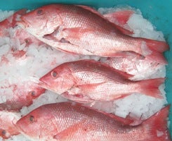 Gulf of Mexico Red Snapper