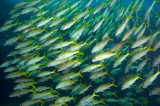 Carpet of reef fish - school of fish