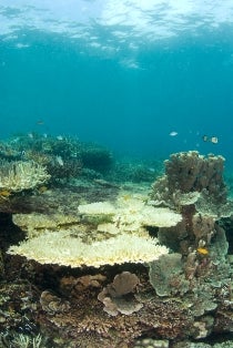 Dead corals underwater