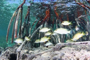Mangroves in the Gardens of the Queen National Park provide important fish habitat.  