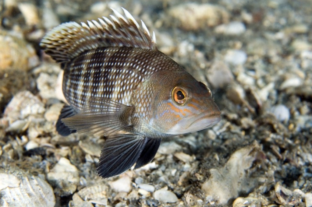 ‘Fish on Fridays’ Black Sea Bass, Virginia Beach Style