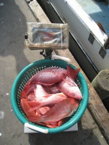 Fresh Red Snapper 