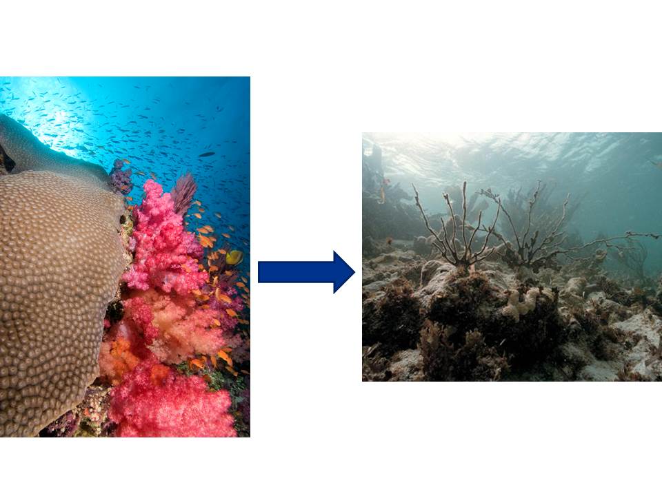 A Tipping Point can cause healthy coral to degrade abruptly. Photo Credits: Left, Kendra Karr. Right, blog.soleilorganique.com 