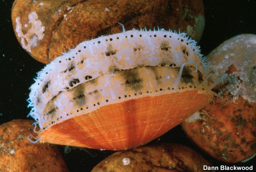 Sea scallop. Photo credit: Dann Blackwood, USGS