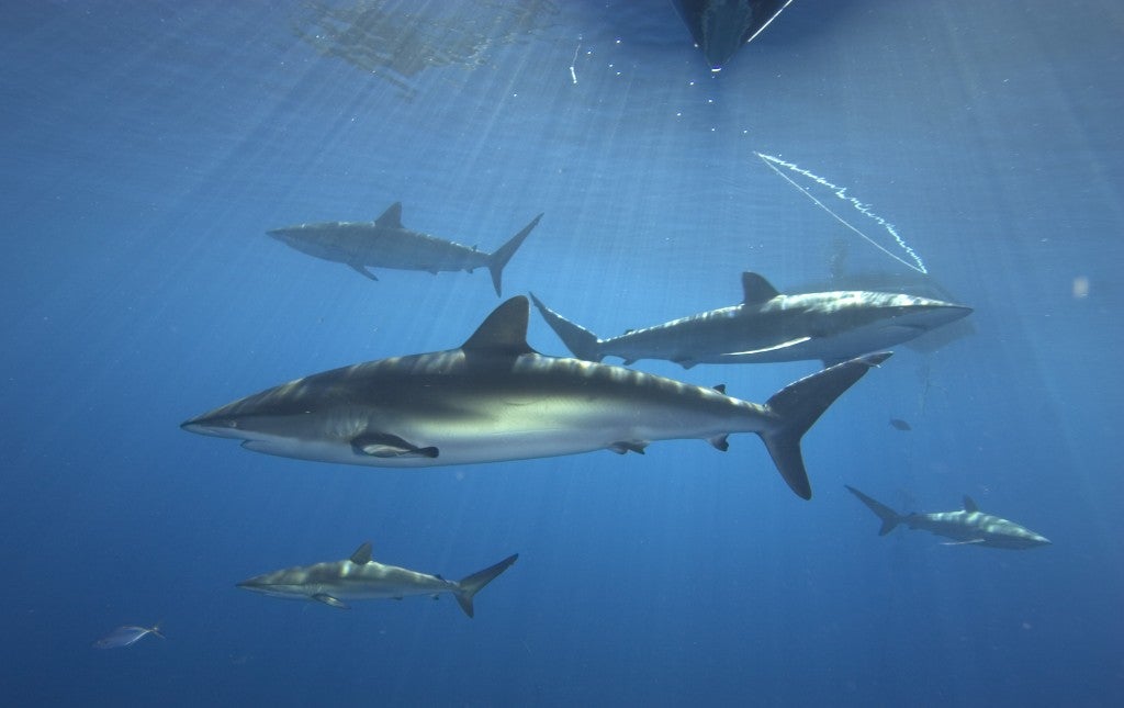 Caribbean Reef Sharks. Photo: Noel Lopez-Fernandez