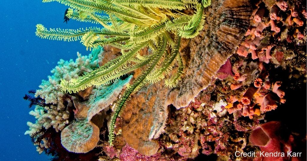How can coral reef ecosystems be resilient to climate change? - Environmental Defense Fund