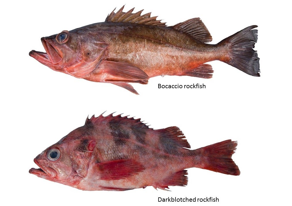 Two more rockfish species declared “rebuilt”