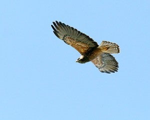 A raptor adapted to the open grasslands, the Swainson's hawk has become increasingly dependent on agriculture, especially alfalfa crops, as native communities are converted to agricultural lands.