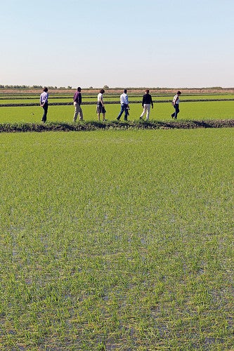 CA rice farm