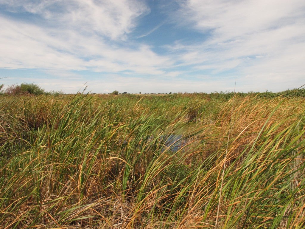 Why grasslands can bring in the green for growers Growing Returns