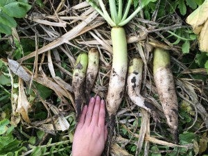 Daikon radishes are popular cover crops given their ability to store nutrients.