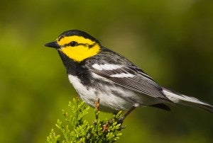 Dr. Nancy Heger with the Texas Parks and Wildlife Department presented results of three decades of GIS analysis (from 1986 to 2015) showing that loss of golden-cheeked warbler habitat continues apace, particularly in the Austin to San Antonio corridor just west of Interstate 35.