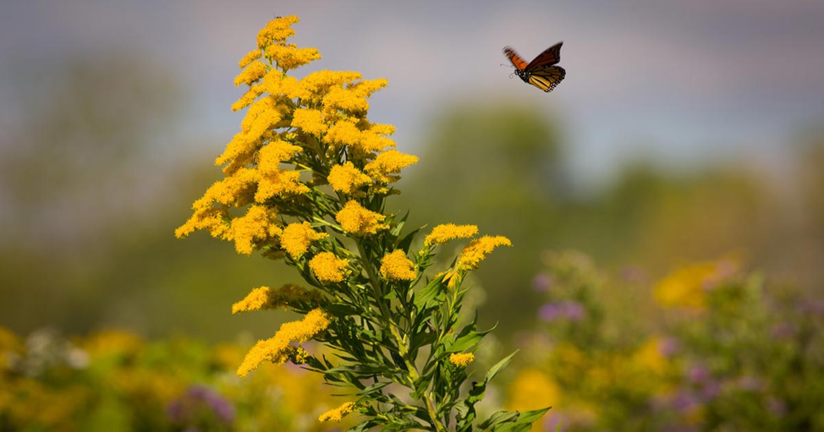 with-help-from-farmers-the-monarch-butterfly-will-not-go-extinct