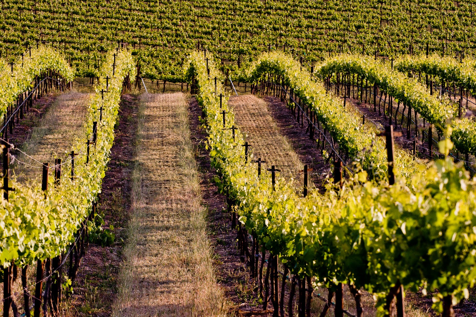 Water scarcity has affected California vineyards