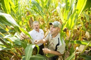 Farmers picking corn