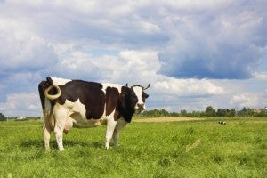 Cow on grass