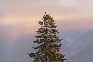 On June 22, the Forest Service announced that a record 66 million dead trees in the southern Sierra Nevada. Credit: Dawn Rain, Kings Canyon National Park, California, United States via photopin (license)