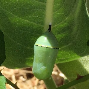 The chrysalis represents the third stage of the monarch life cycle, after the egg and larvae (caterpillar) stages, before becoming an adult butterfly.