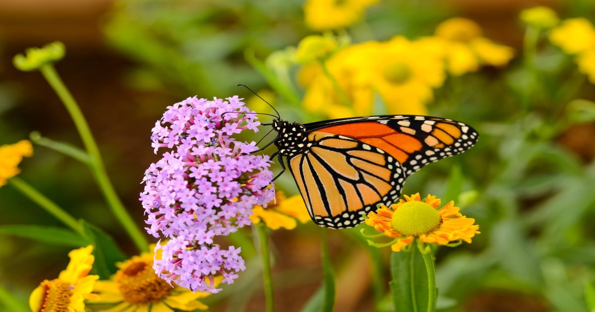 ranchlands-an-untapped-reservoir-of-monarch-butterfly-habitat