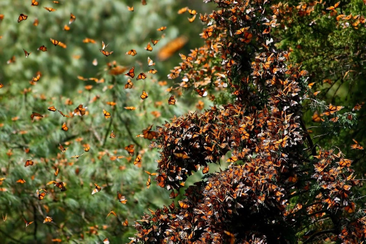 Three Threats To The Monarch Butterfly s Winter Habitat And What We Can 