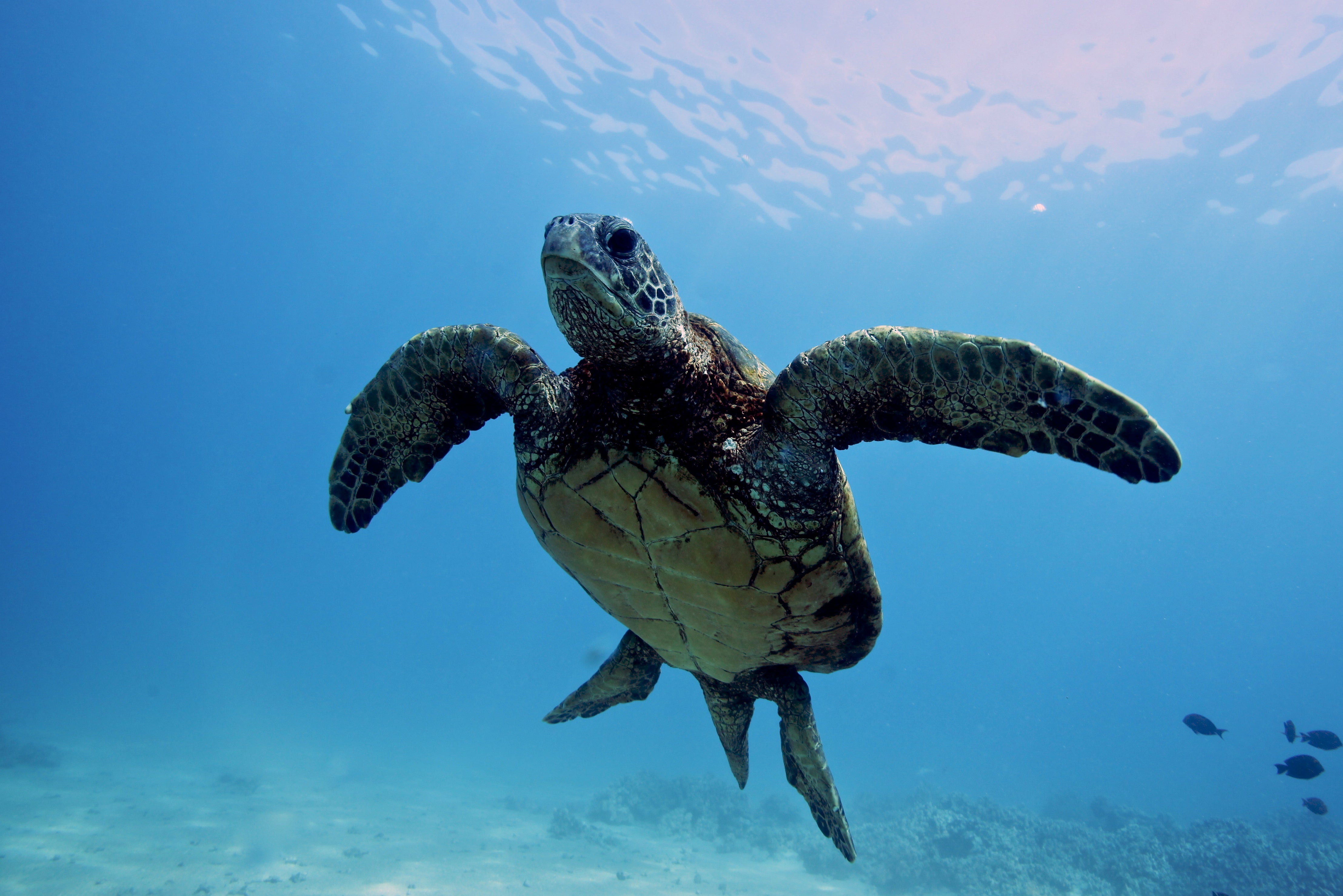 Sea turtles swim towards a brighter future