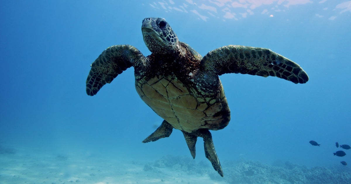 Sea turtles swim towards a brighter future Growing Returns