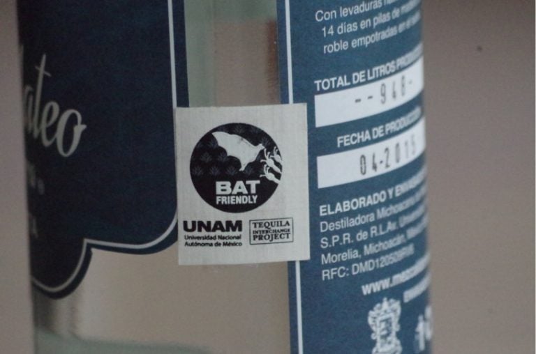 Raise a glass (of tequila!) to celebrate this endangered bat’s recovery