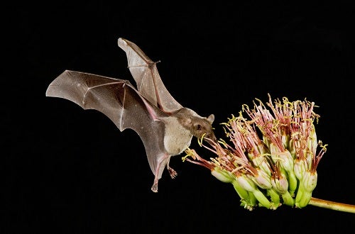 Raise a glass (of tequila!) to celebrate this endangered bat&#39;s recovery | 4 foods that harm animals and the environment