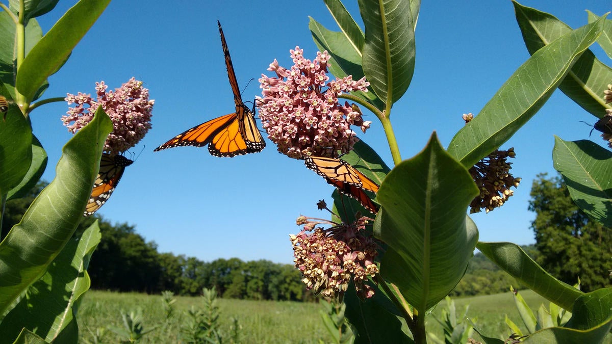 New guide to help landowners restore monarch habitat after western
