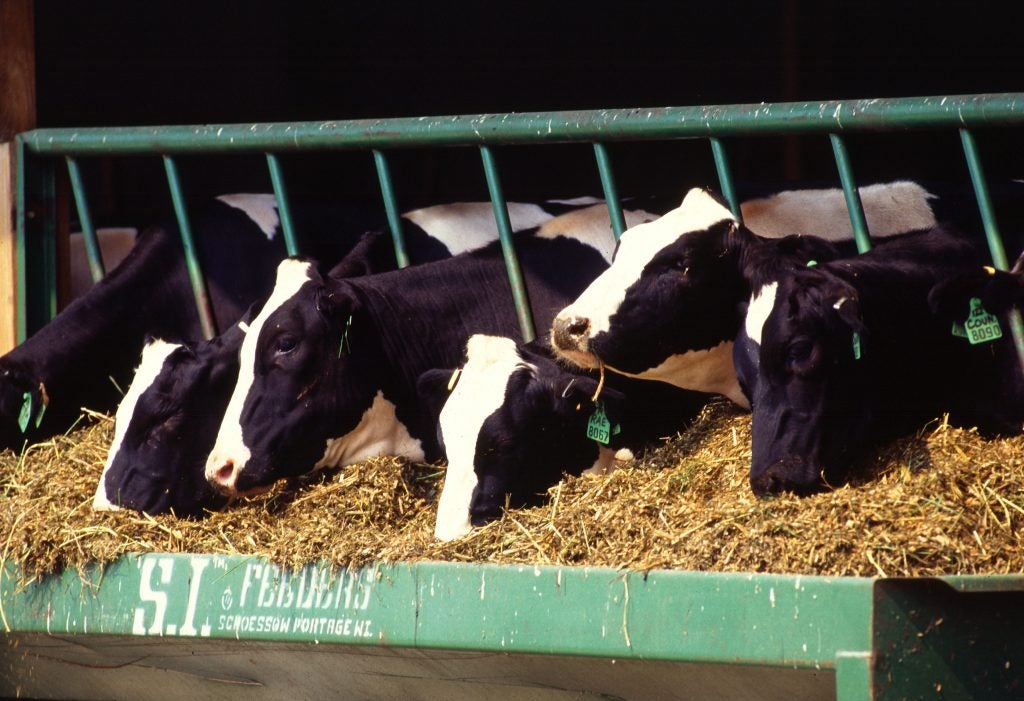 Dairy cows eat feed from a trough
