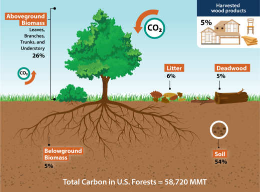 Munching bugs thwart eager trees, reducing the carbon sink