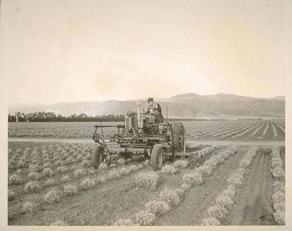 Guayule and tractor in the 1940s