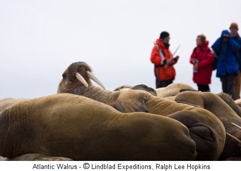 Atlantic Walrus - © Lindblad Expeditions, Ralph Lee Hopkins