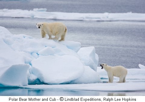 Polar Bear Mother and Cub - © Lindblad Expeditions, Ralph Lee Hopkins