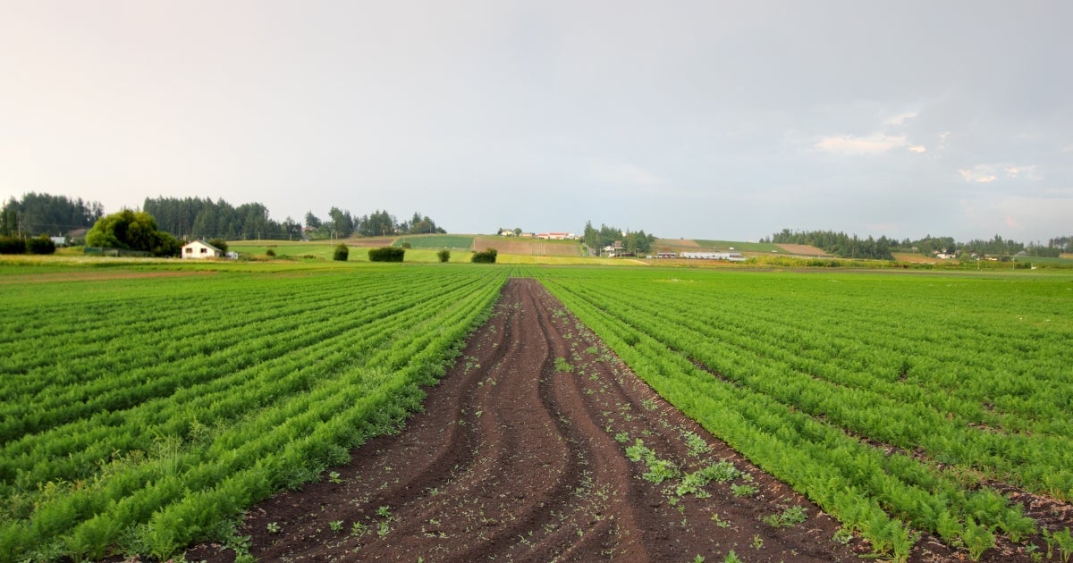 Photo of a field of crops