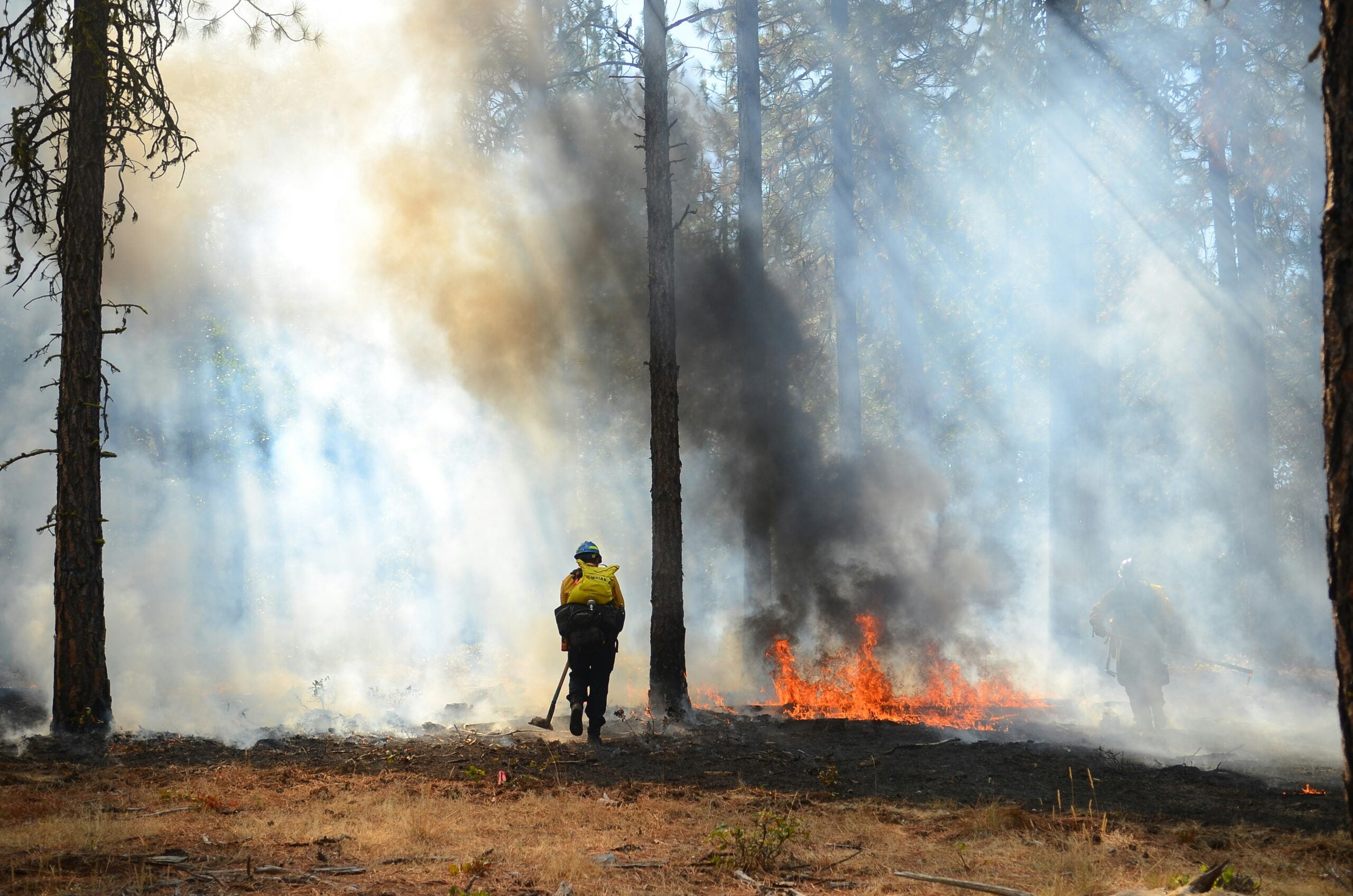 A wildland firefighter with a yellow backpack walks through a forest while managing a nearby prescribed burn.