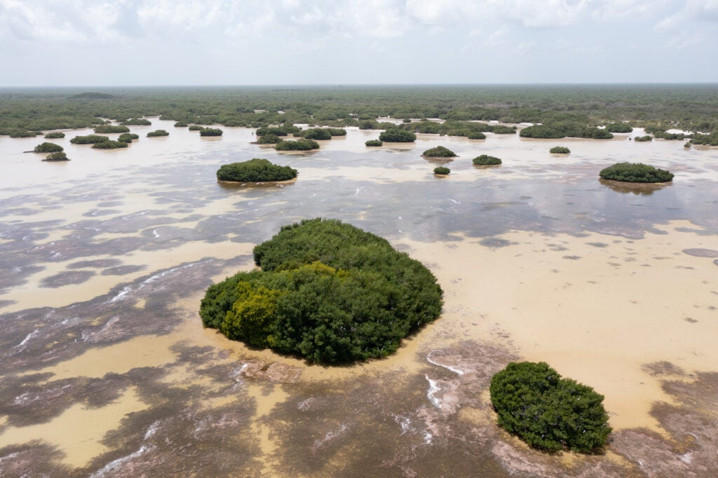 Drone shot of mangrove trees off the coast of the Yucatán Peninsula in Mexico.