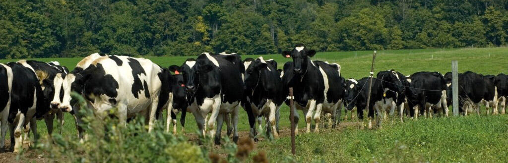 Cows on a dairy farm