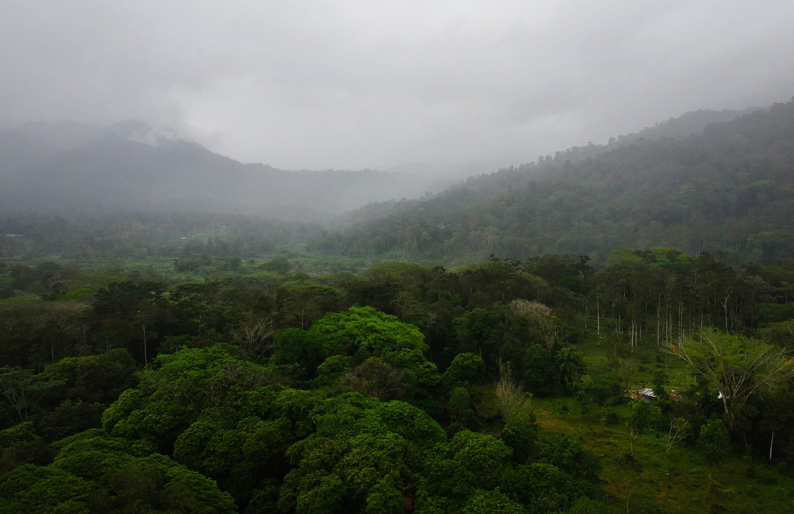 Tropical rainforest. Leslie Von Pless / EDF