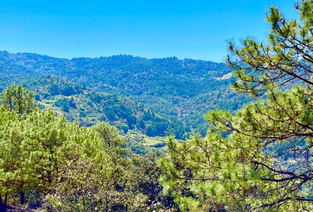 Rainforest in Jalisco, Mexico on a clear day