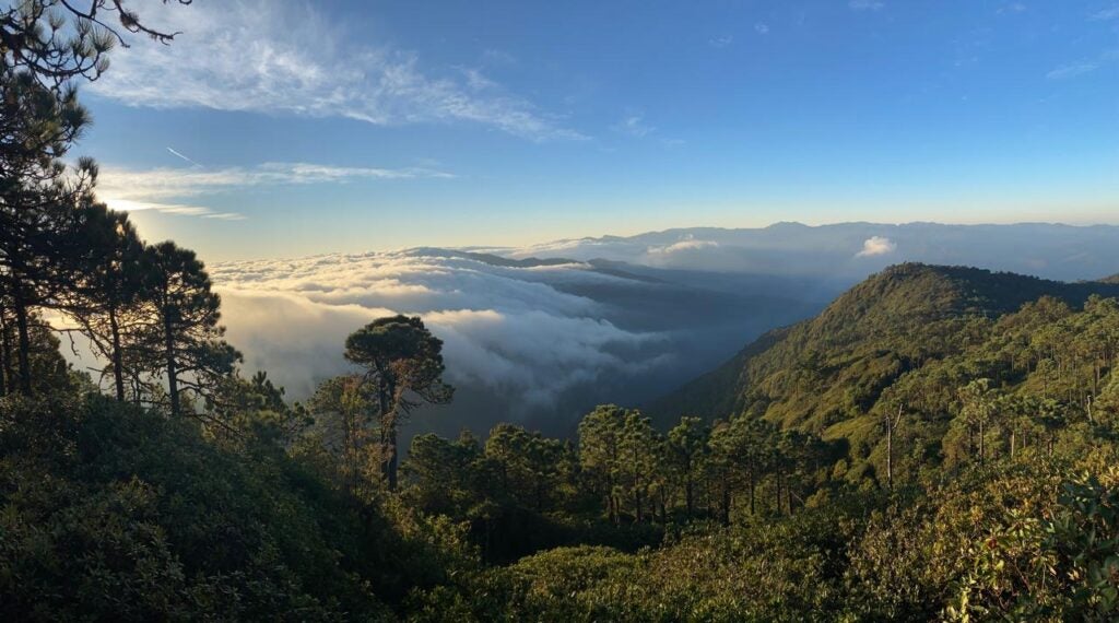 Cloudy forest in Jalisco, Mexico