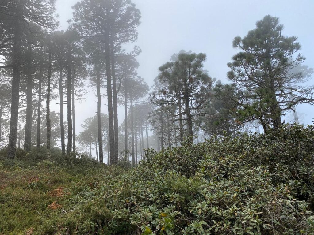 Rainforest in the state of Jalisco, Mexico