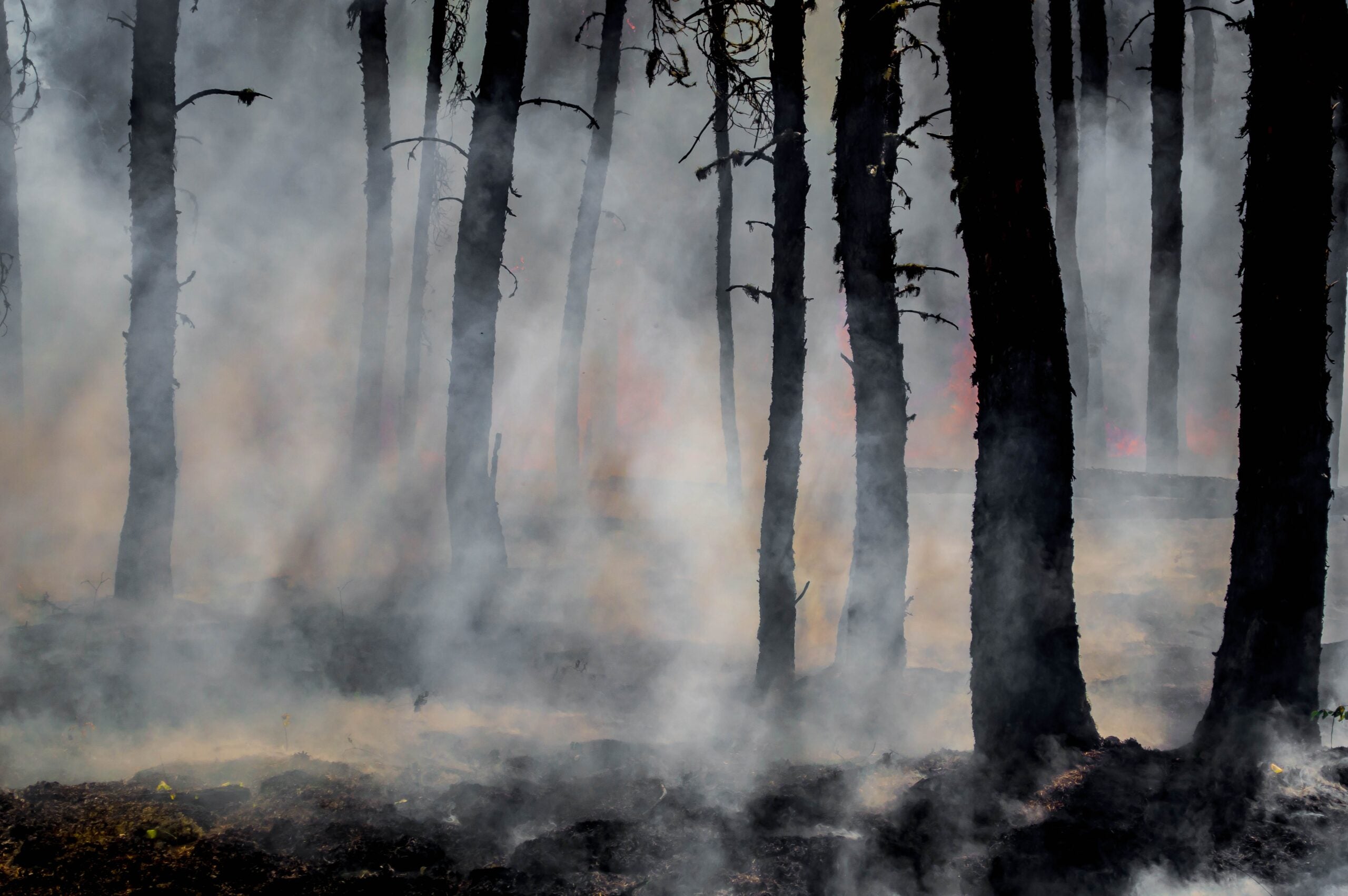 Silhouette of trees in smoke covered forest