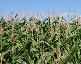 Corn Field