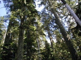 Old Growth Forest