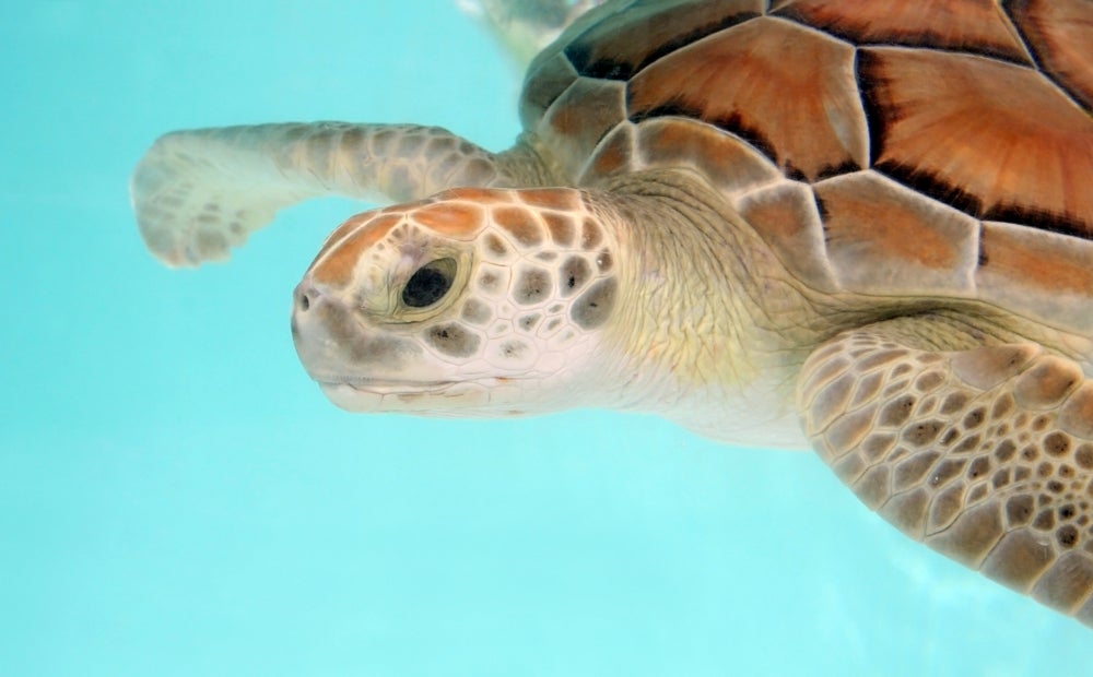 New Data Policy Can Help Recover Sea Turtle Populations