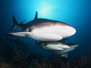 Sharks are vital to the health of coral reef ecosystems in the Park 