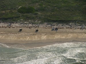 Kemp's Ridley tracks on a beach in Mexico