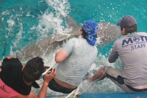 Shark researchers from Cuba, Mexico, &  the U.S. capture a bull shark in the Gulf of Batabanó, Cuba.