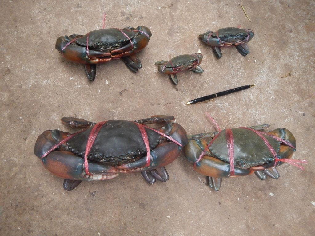 Soft mud crabs of all sizes are captured in cages and either sold directly to international buyers or delivered to growing ponds.